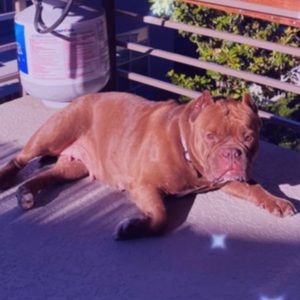 Meet your Posher, Abigail